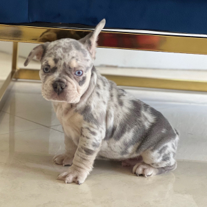 French Bulldog Puppy Milton