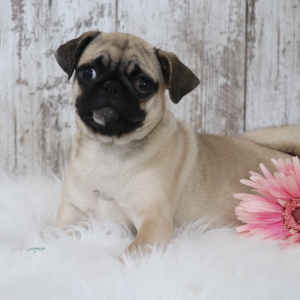 Pug Puppy Judy