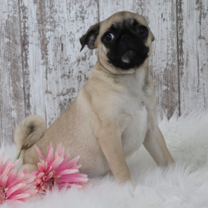 Pug Puppy Judy