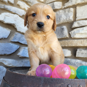 Golden Retriever Puppy Adalie