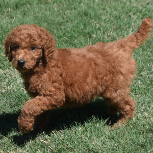 Poodle Puppy Eagle