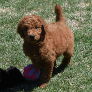 Poodle Puppy Eagle