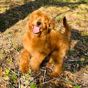 Goldendoodle Puppy Rosa