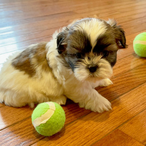 Shih Tzu Puppy Jasper