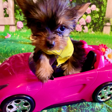 Yorkshire Terrier Puppy Daisy