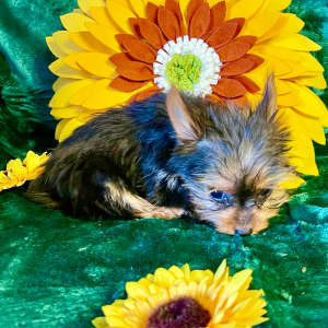 Yorkshire Terrier Puppy Daisy