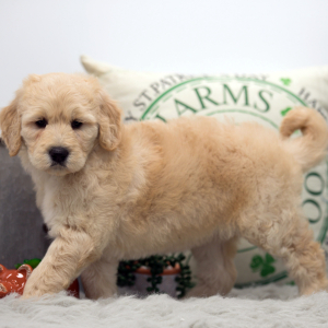 Goldendoodle Puppy Cinnamon