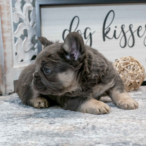 French Bulldog Puppy Fluffy Dax