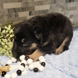 German Shepherd Dog Puppy Louis