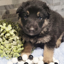 German Shepherd Dog Puppy Louis
