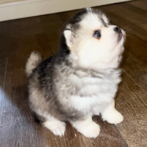 Pomsky Puppy Libby