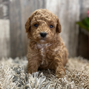 Poodle Puppy Sylvie