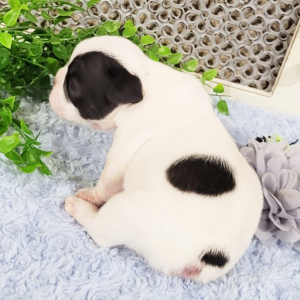 French Bulldog Puppy Jet