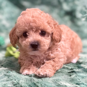 Maltipoo Puppy Izzy