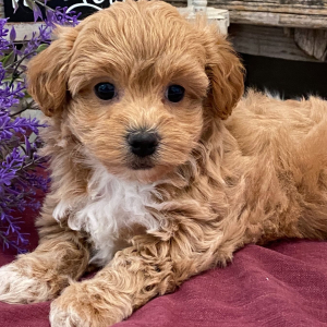 Havapoo Puppy Sofie