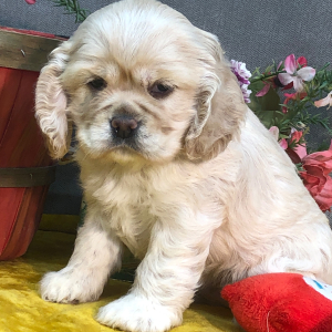 Cocker Spaniel Puppy Sophi