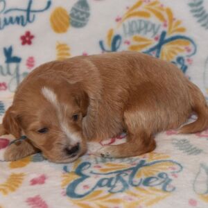 Goldendoodle Puppy Moby