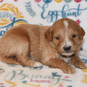 Goldendoodle Puppy Moby