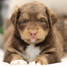Aussiedoodle Puppy Mavis