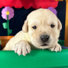 Labrador Retriever Puppy Peony