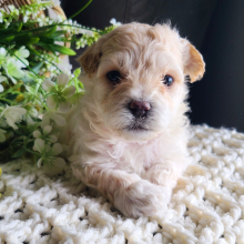 Maltipoo Puppy Quentin