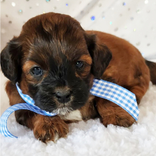 Shihpoo Puppy Copper