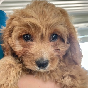 Cavapoo Puppy Sandy