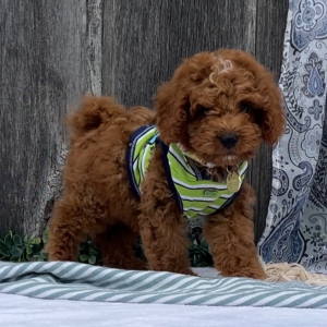 Cavapoo Puppy Skip