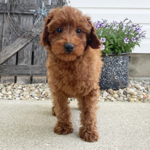Poodle Puppy Karlin
