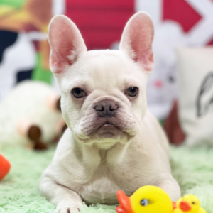 French Bulldog Puppy Lil Valentino