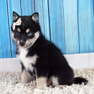Pomsky Puppy Avery