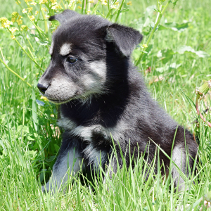 Goberian Puppy Beau