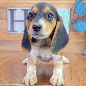 Beagle Puppy Ruger