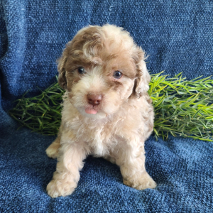 Poodle Puppy Daffodil