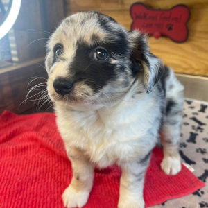 Australian Shepherd Puppy Brandi