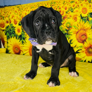 Boxer Puppy Rock