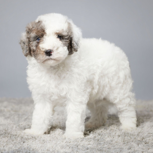 Sheepadoodle Puppy Ernie