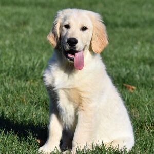 Golden Retriever Puppy TEST Cookies
