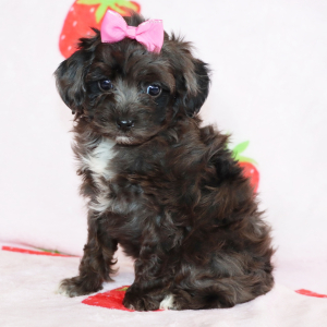 Aussiedoodle Puppy Gypsie