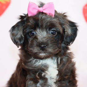 Aussiedoodle Puppy Gypsie