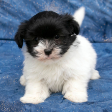 Puppy