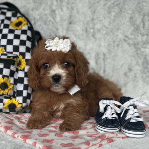 Cavapoo Puppy Princess The Lil Shopper