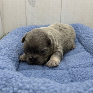 French Bulldog Puppy Fluffy Amos