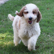 Poodle puppy for sale Tiffany, dog for sale