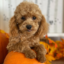 Poodle puppy for sale Guccio, dog for sale