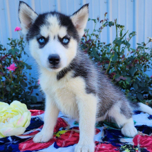 Siberian Husky puppy for sale Tammy, dog for sale