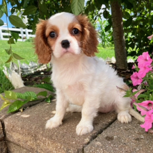 Cavalier King Charles Spaniel puppy for sale Holly, dog for sale