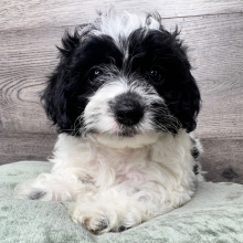 Cockapoo puppy for sale Luca, dog for sale