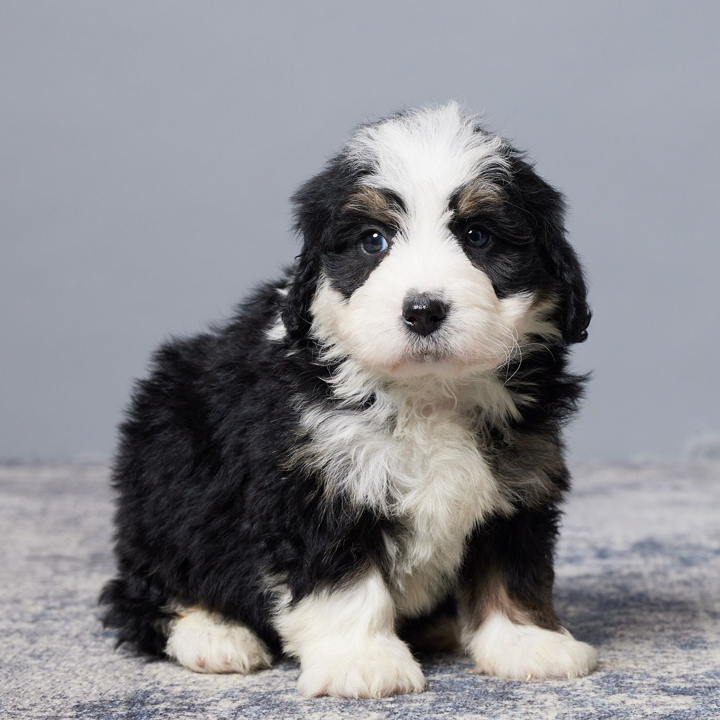 Mini Bernese Bernese Mountain Dog Mix Puppies Rescue Dog