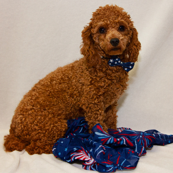 Poodle